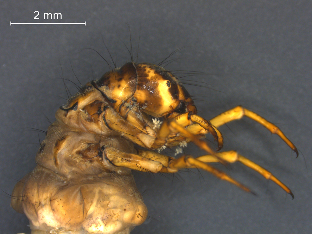 Limnephilus decipiens